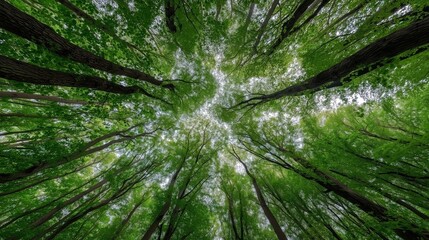 Glistening Green Forest Canopy Viewed from Below with Sunlight Filtering Through Leaves
