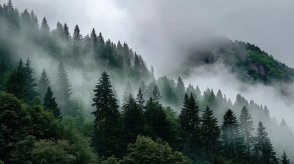 Veiled Mist Enveloping Lush Evergreen Forest Landscape Under Overcast Skies