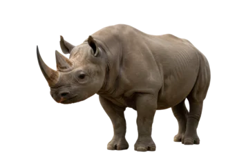 Nahtlose Fototapete Airtex Nashorn Isolated black rhinoceros stands looking forward, impressive horn and thick wrinkly skin  © Laura