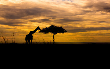 Beautiful Sunset photo, giraffe is a large African hoofed mammal belonging to the genus Giraffa in...
