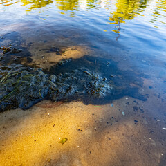 Clear shallow water reveals a sandy bottom with patches of green algae. Reflections of trees suggest a peaceful lakeside setting, rich in natural textures and aquatic vegetation.