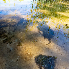 Clear shallow water reveals a sandy bottom with patches of green algae. Reflections of trees suggest a peaceful lakeside setting, rich in natural textures and aquatic vegetation.