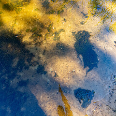 Clear shallow water reveals a sandy bottom with patches of green algae. Reflections of trees suggest a peaceful lakeside setting, rich in natural textures and aquatic vegetation.