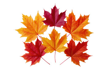 Six Maple Leaves in Autumn Colors Arranged in a Star Shape isolated on a transparent background leaf