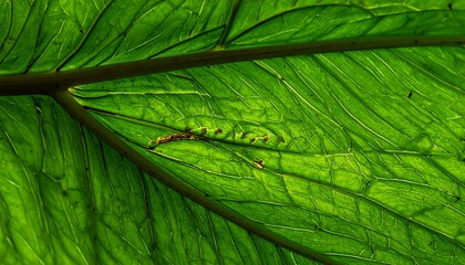 Closeup of Lush Green Leaf Veins.