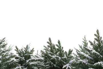 Obraz premium Snow covered evergreen branches at the bottom of frame isolated on a transparent background tree winter