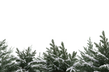 Snow covered evergreen branches at the bottom of frame isolated on a transparent background tree winter