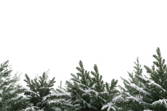Snow covered evergreen branches at the bottom of frame isolated on a transparent background tree winter
