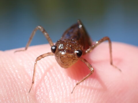 Southern Oregon, May 20, 2025. A close-up macro shot of a dragonfly naiad on a fingertip.