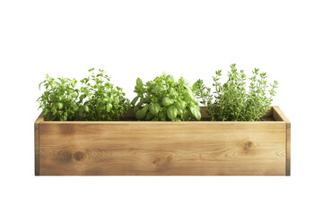 Wooden planter box with basil and thyme herbs growing indoors gardening plants isolated on transparent background