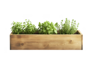 Wooden planter box with basil and thyme herbs growing indoors gardening plants isolated on transparent background