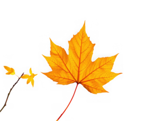 A vibrant yellow maple leaf with red veins and a small yellow flower on a black background isolated