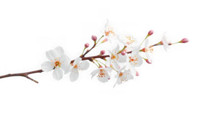 A delicate branch adorned with white blossoms and pink buds against a stark black background scene view