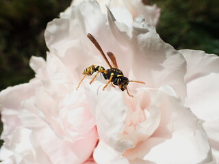 KLAMATH FALLS, OR, USA - June 17, 2025: A close up of an European Paper Wasp in a pink peony.