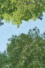 Green tree canopy framing clear blue sky with copy space
