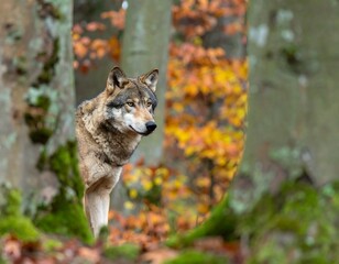 Wolf in autumn forest