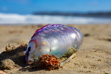 Portuguese man o' war washed ashore on sandy beach