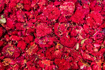 background of dried pomegranate flowers. red dried flowers as a flower tea to improve the immune system, a complex of vitamins. selective focus.