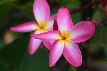 Pink frangipani flowers with water droplets on petals