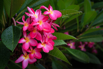 Pink frangipani flowers with water droplets on petals
