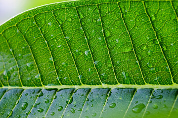 Close up of green leaf with dew drops, nature background.