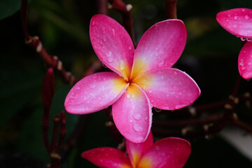 Pink frangipani flowers with water droplets on petals
