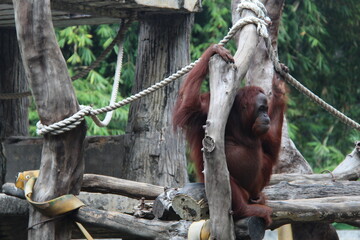 Orangutan hanging on wooden logs and ropes in a natural zoo environment. Concept of wildlife conservation, endangered species, primate behavior, animal habitat, and forest preservation