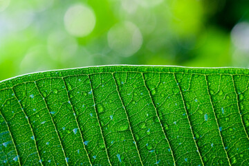 Close up of green leaf with dew drops, nature background.