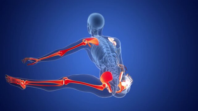 Human Skeleton System Appendicular Skeleton Bone Joints Anatomy Animation Concept