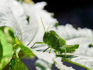 Big green grasshopper. Acanthacris ruficornis, known as the garden locust. 