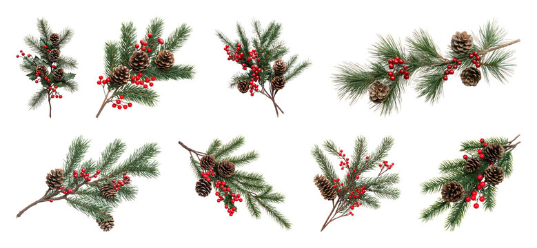 PNG Festive pine branches with berries, element set on transparent background