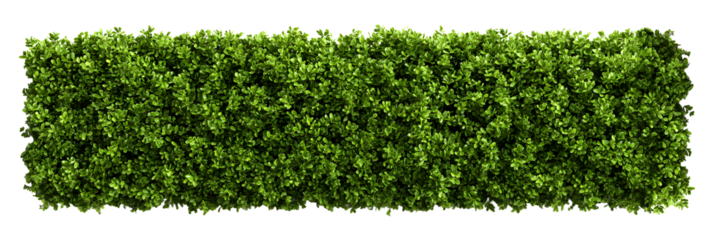 Lush green hedge with vibrant leaves adding fresh natural beauty to landscape designs and architectural renderings with greenery