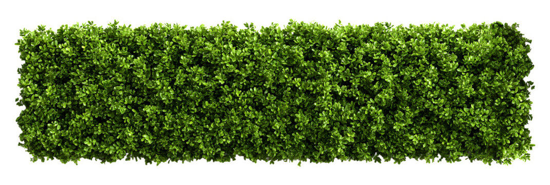 Lush green hedge with vibrant leaves adding fresh natural beauty to landscape designs and architectural renderings with greenery