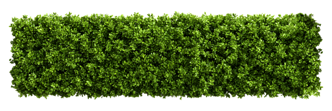 Lush green hedge with vibrant leaves adding fresh natural beauty to landscape designs and architectural renderings with greenery