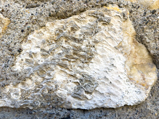 Close-up of fossilized coral texture on stone surface