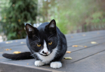 A black and white cat sits on a wooden surface surrounded by nature with yellow leaves in an autumn setting.