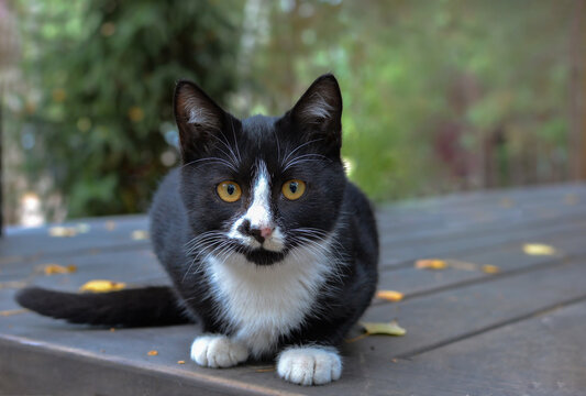 A black and white cat sits on a wooden surface surrounded by nature with yellow leaves in an autumn setting.