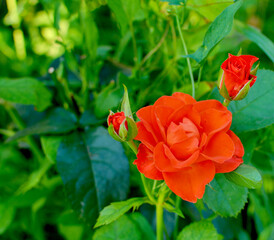 Obraz premium Bright red rose flower surrounded by lush green leaves. Close-up