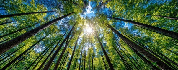 Trees in forest rising toward blue sky concept. A vibrant view of sunlight filtering through dense tree canopies.