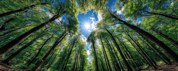 Trees in forest rising toward blue sky concept. Vibrant forest canopy under bright sunlight with lush green leaves.