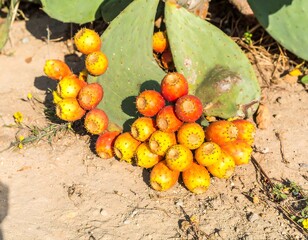 Prickly pear fruits cluster on the ground