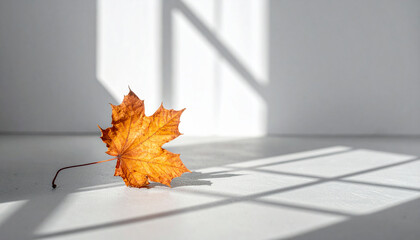 Golden autumn leaf bathed in soft sunlight, casting long, graphic shadows on a minimalist white surface, evoking the quiet beauty and changing season
