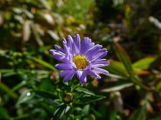 Purple Aster Flower with Yellow Center.