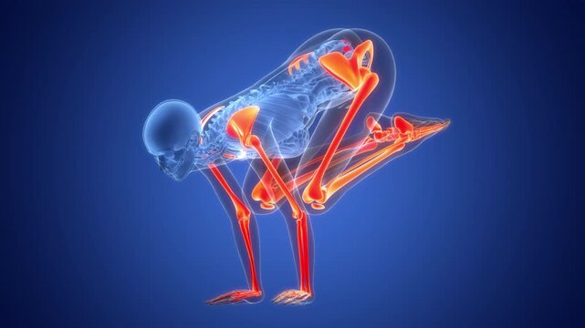 Human Skeleton System Appendicular Skeleton Bone Joints Anatomy Animation Concept
