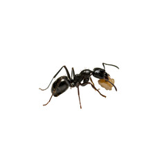 Diligent ant carrying food demonstrates hard work, persistence, and the power of teamwork for business success.