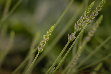 green lavender in the garden close-up