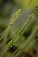 Obraz premium green lavender in the garden close-up