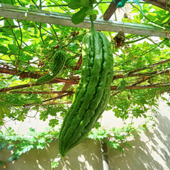 Hanging Green Bitter Melon on Garden Trellis