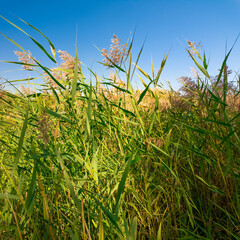 Tall green reeds sway under a bright blue sky, bathed in sunlight. Their slender blades and flowering tops create a vibrant, natural scene, evoking the serenity of a wild grassland or wetland.