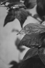 Beautiful Nature Background for Wallpaper and Design